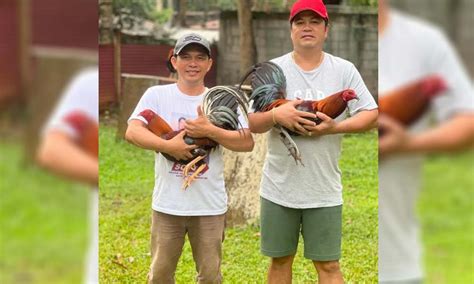 magsasabong in english|magsumbong in English .